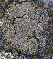Cladonia petrophila