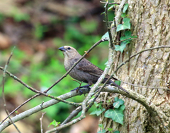 Pheucticus ludovicianus