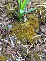 Pleuridium subulatum