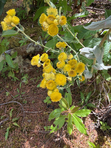 Helichrysum foetidum, photograph 2