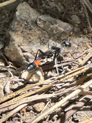 iNaturalist observation photo of Thread-waisted Sand Wasps