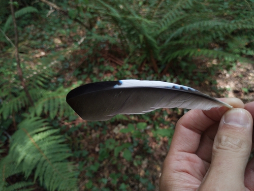 Plume de Geai des chênes