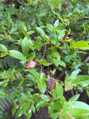 Vaccinium padifolium