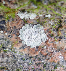 Lepraria normandinoides