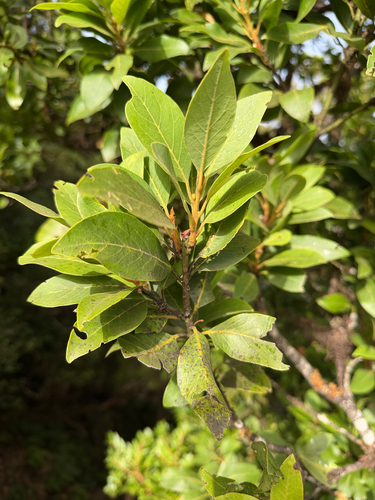 Laurus novocanariensis