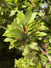 Laurus novocanariensis