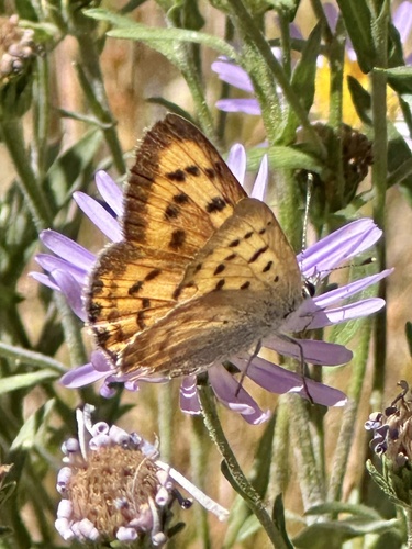 iNaturalist observation photo of Lilac-bordered Copper