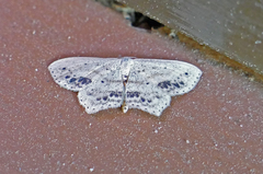 Scopula cacuminaria