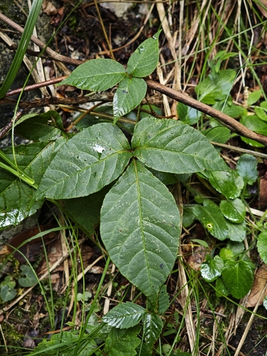Asian poison ivy