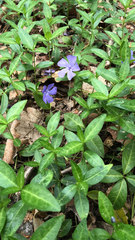 Vinca minor