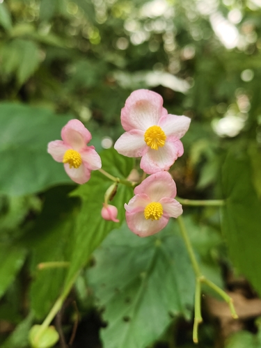 Begonia formosana