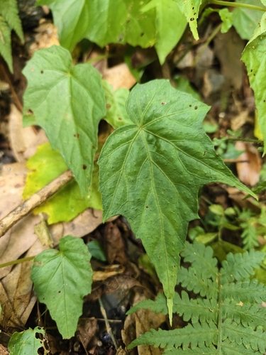 Begonia formosana, photograph 2