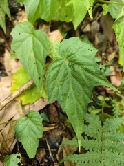 (c) Yinling Chen, some rights reserved (CC BY) Begonia formosana, photograph (c) Yinling Chen, some rights reserved (CC BY)