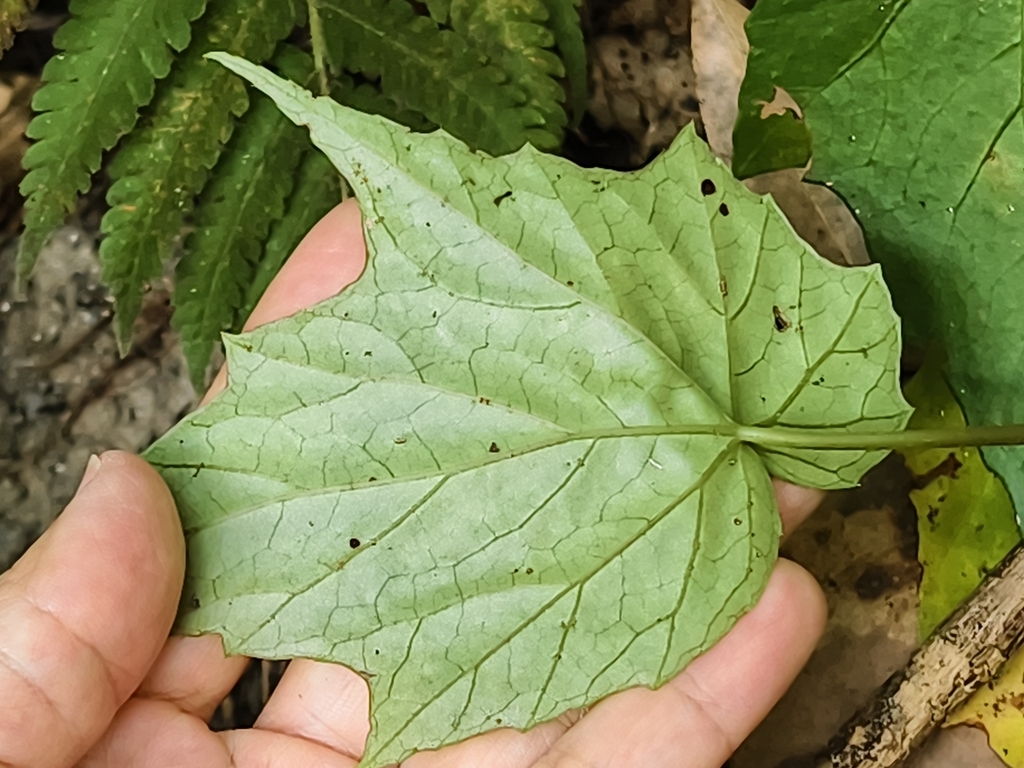 Begonia formosana; photograph (c) Yinling Chen, some rights reserved (CC BY)
