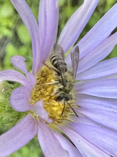iNaturalist observation photo of Bees
