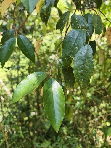Styrax suberifolius, photograph 1