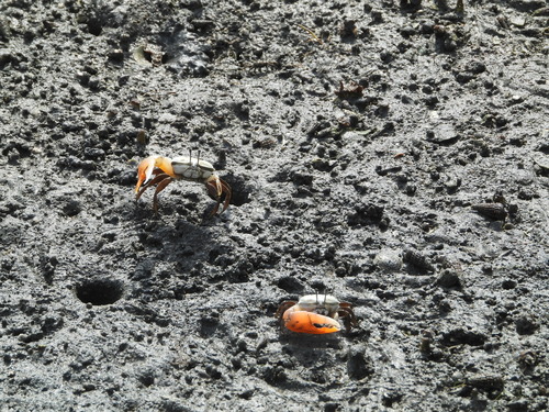 Western Calling Fiddler Crab