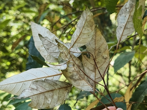 Styrax suberifolius, photograph 2