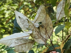 (c) Yinling Chen, some rights reserved (CC BY) Styrax suberifolius, photograph (c) Yinling Chen, some rights reserved (CC BY)