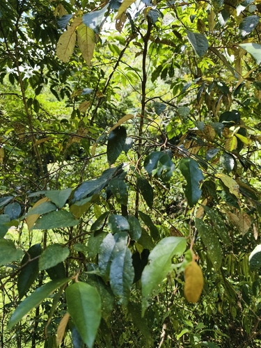 Styrax suberifolius, photograph 3