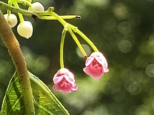 Saurauia tristyla