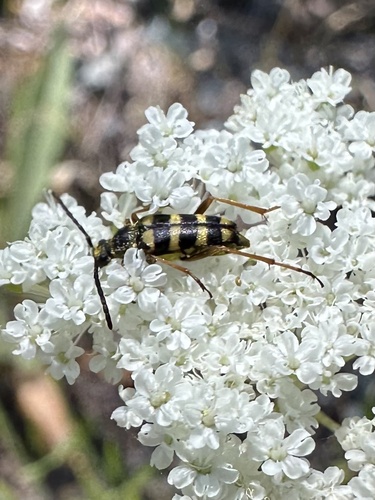 iNaturalist observation photo of Stenostrophia