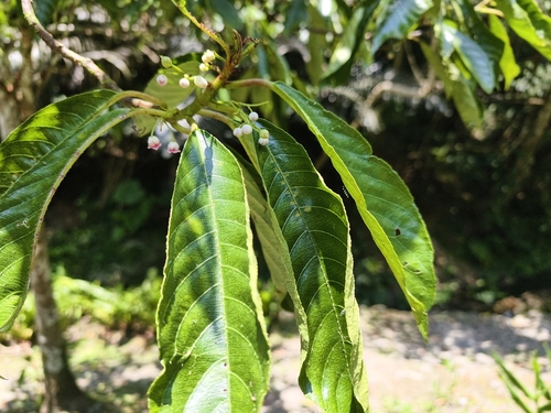 Saurauia tristyla, photograph 1
