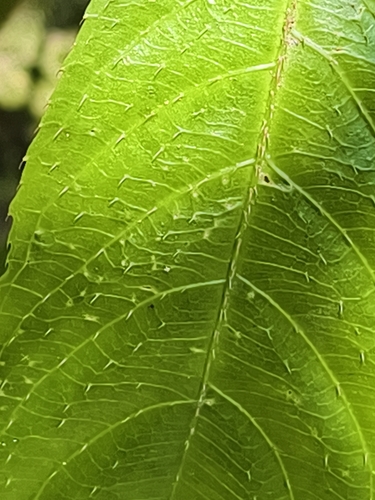 Saurauia tristyla, photograph 2