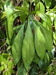 Blumea lanceolaria