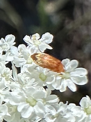 iNaturalist observation photo of Three-banded False Flower Beetle