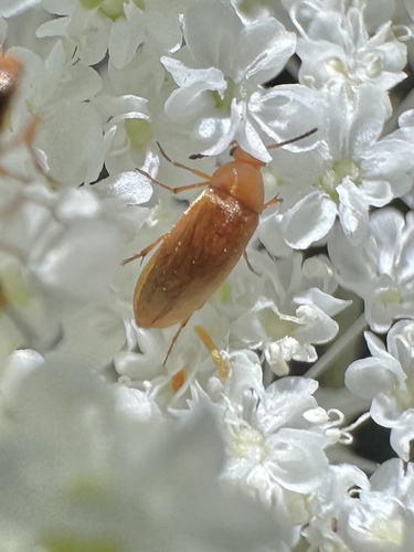 iNaturalist observation photo of Three-banded False Flower Beetle