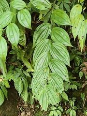 Disporum kawakamii