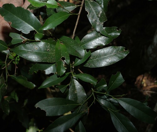 Cryptocarya bidwillii observed 2026-08-05