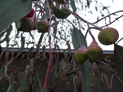 Eucalyptus caesia