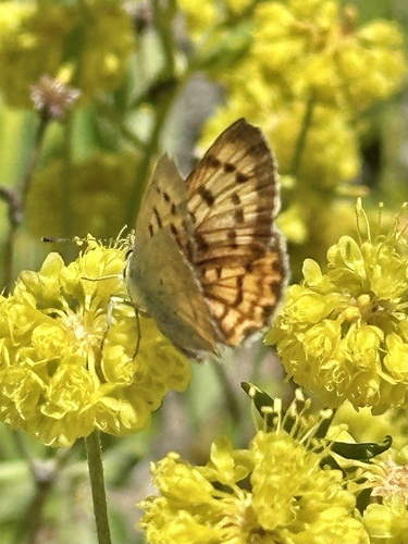 iNaturalist observation photo of Lilac-bordered Copper