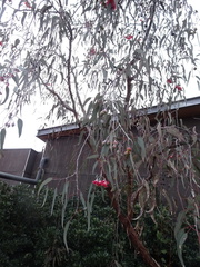 Eucalyptus caesia