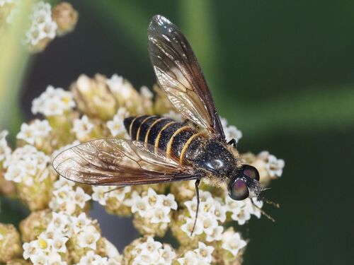 Lomatia lateralis nuotrauka