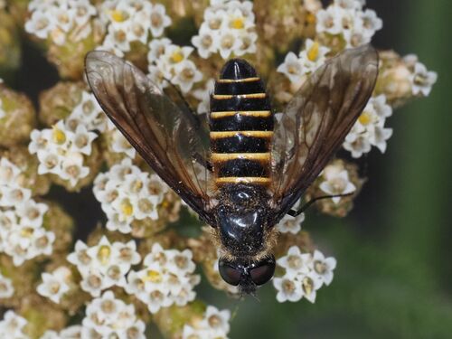 Lomatia lateralis nuotrauka