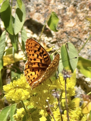 iNaturalist observation photo of Greater Fritillaries