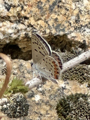 iNaturalist observation photo of Icaricia