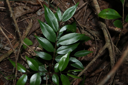Decaspermum humile, photograph 1
