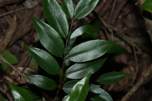 Decaspermum humile