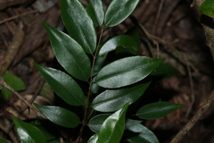Decaspermum humile