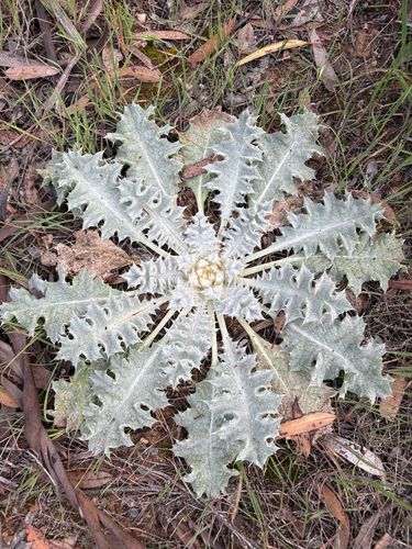 stemless cotton-thistle