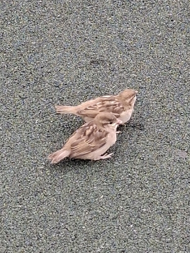 House Sparrow