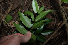 Decaspermum humile, photograph (c) Greg Tasney, some rights reserved (CC BY-SA)