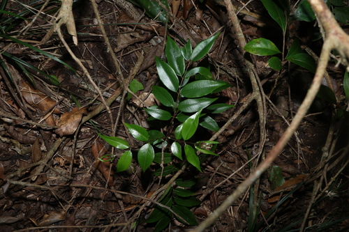 Decaspermum humile, photograph 3