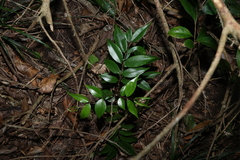 Decaspermum humile, photograph (c) Greg Tasney, some rights reserved (CC BY-SA)