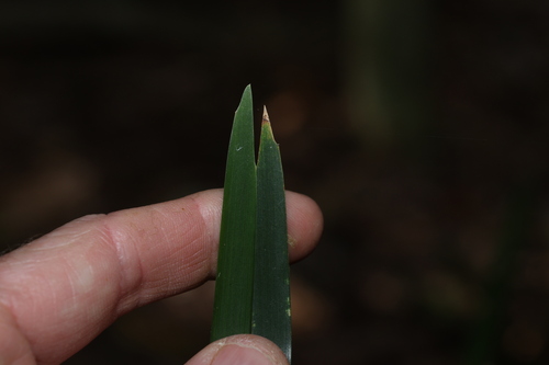 Lomandra spicata, photograph 6