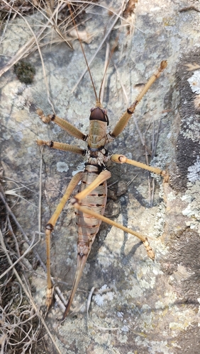 Anatolian Predatory Bush-cricket